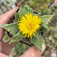 ขายดีอันดับ1 Faucaria Tigrina กรามเสือ ไม้อวบน้ำ กุหลาบหิน cactus&amp;succulent คุ้มสุดสุด ต้นไม้ ฟอก อากาศ กระถาง ต้นไม้ ไม้ ประดับ ต้นไม้ ปลูก ใน บ้าน