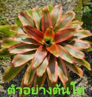 สับปะรดสี Neoregelia Yellow King จัดส่งแบบถอดกระถาง ต้นไม้มงคล ต้นไม้ฟอกอากาศ