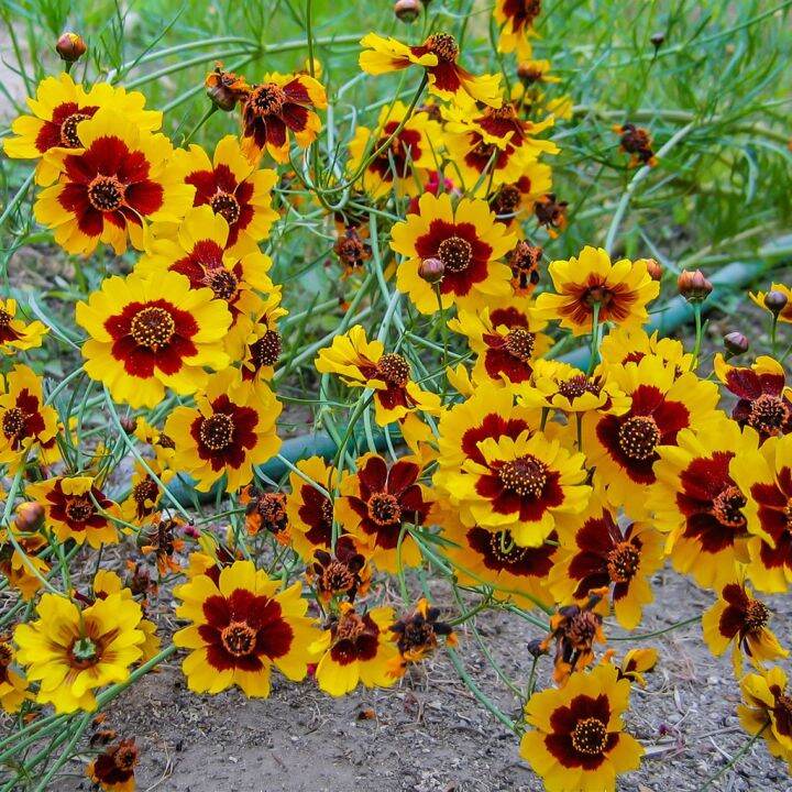 ดอกตาเสือ-coreopsis-flower-seed-เมล็ดพันธุ์ดอกตาเสือ-ราคาถูก-100เมล็ด10บาท