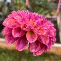 20 เมล็ดพันธุ์ รักเร่ Dahlia Seeds สายพันธุ์ CAITLINS JOY สีม่วง รักเร่ รักแรกพบ ดอกไม้แห่งมิตรภาพ ความรักเริ่มต้น เพาะเลี้ยงง่าย ตั้งโต๊ะทำงาน