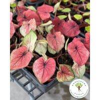 ?สินค้าขายดี? บอนสีมิ่งมงคล CALADIUM กระถาง4-5นิ้ว รอบนี้กัดสีสวยมากกก หายากกกก ของมันต้องมี