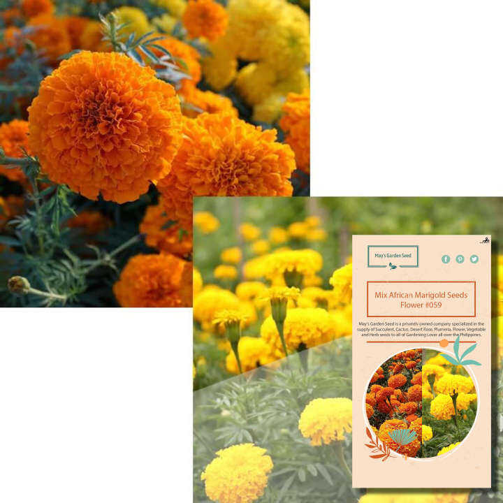 Mix African Marigold Seeds, Flower Seeds#059 | Lazada PH