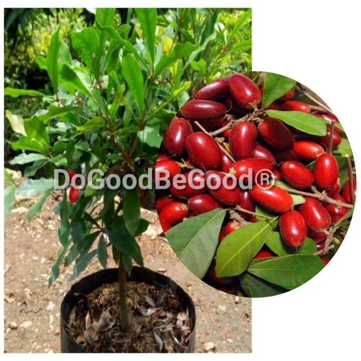 Miracle Magic Berry Fruits Seeds | Lazada PH