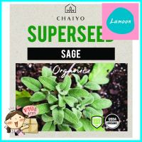 เมล็ดพันธุ์เสจ ชัยโย 10 เมล็ดSAGE (ORGANIC) 10 SEEDS **มีบริการชำระเงินปลายทาง**