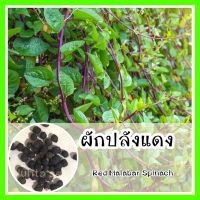 พร้อมส่ง ❗ รหัส 132 เมล็ดพันธุ์แท้ OP แท้   ผักปลังแดง - Red Malabar Spinach ผักปลัง ก้านแดงม่วง ปลูกง่าย โตไว เก็บยอดรับประทาน