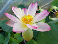 5 เมล็ด บัวนอก บัวนำเข้า บัวสายพันธุ์ Somaihi LOTUS Seeds สีชมพู ม่วง บัวแคระ พันธุ์เล็ก จิ๋ว ปลูกในสภาพอากาศประเทศไทยได้ ขยายพันธุ์ง่าย