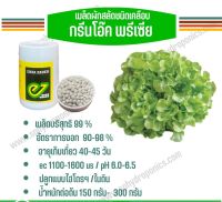 เมล็ดผักสลัด ชนิดเคลือบ กป.1000 เมล็ด(Enza)