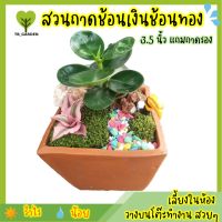 สวดถาด ต้นช้อนเงินช้อนทอง ในกระถางดินเผา ขนาด 3.5 นิ้ว แถมฟรีถาดรอง