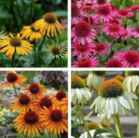 100 เมล็ดพันธุ์ เมล็ด เมล็ดพันธุ์ เอ็กไคนาเซีย หรือ โคนฟลาวเวอร์ Echinacea Coneflower Seeds อัตราการงอก 80-85%