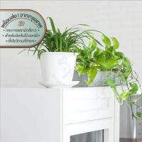 Homequarterbkk-Whitey Planter With Tray กระถาง เซรามิก สีขาว พร้อมถาดรอง สำหรับจัดต้นไม้ ดอกไม้ ใบไม้ กิ่งไม้แห้ง