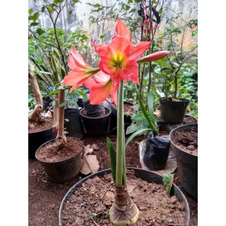 UMBI BUNGA AMARILIS ORANGE MURAH/BUNGA AMARILIS ORANGE/BIBIT BUNGA AMARILIS  ORANGE | Lazada Indonesia