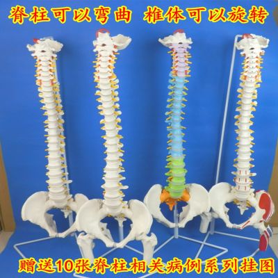 Human spinal nerve of adult spinal model color bonesetting medical teaching skeleton skeleton simulation detachable vertebrae