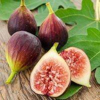 Figs ต้นมะเดื่อฝรั่ง พันธุ์ Brown Turkey (บาวตุรกี) อร่อย หวาน หอมมากๆ ต้นสมบูรณ์มาก รากแน่นๆ จัดส่งพร้อมกระถาง 6 นิ้ว ลำต้นสูง 45-50 ซม