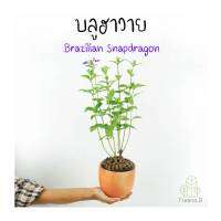 Treeno.9  T344 บลูฮาวาย กระถาง 6 นิ้ว (Brazilian Snapdragon)  ดอกสีม่วงอมน้ำเงิน ส่วนใบถ้าขยี้ดม จะมีกลิ่นหอมหวาน  สูง 60-70 ซม.