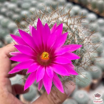 โปรโมชั่น+++++ แมมลูกแมว หนามเหลือง Mammillaria Guelzowiana แคคตัส เพชร cactus&amp;succulent ราคาดี ต้นไม้ ฟอก อากาศ กระถาง ต้นไม้ ไม้ ประดับ ต้นไม้ ปลูก ใน บ้าน