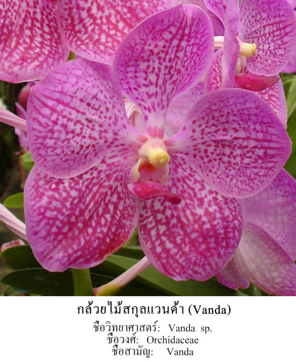 royal-orchid-สร้อยคอปรับขนาดได้จากดอกแวนด้าของจริง-สีครีมตัดขอบทอง