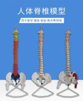 Medical human body skeleton spine model toys 85 cm colour simulation teaching model for the human body skeleton spine wholesale