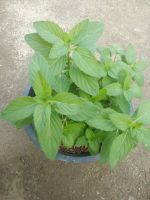 ต้นมิ้นท์ญี่ปุ่น Japanese mint ขนาดกระถาง6 นิ้ว