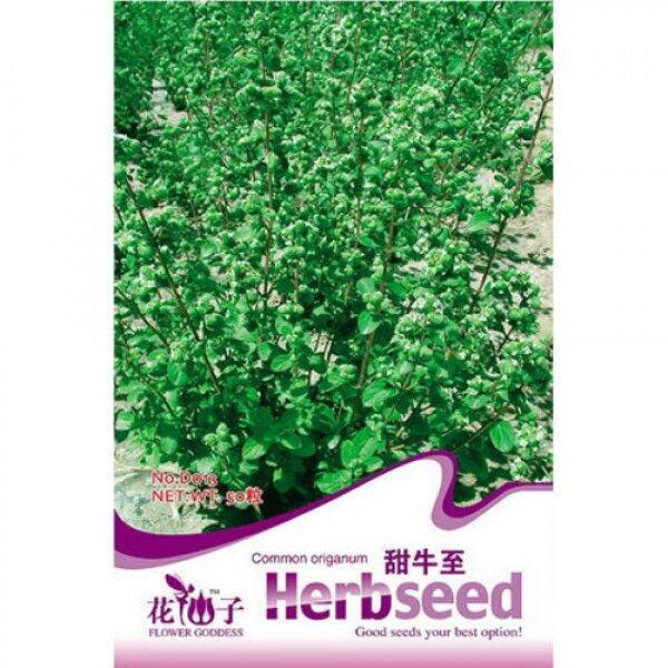 ( EXPIRED CLEARANCE ) BIJI BENIH D013 COMMOM ORIGANUM FLOWER GODDESS