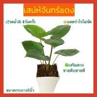 ( Promotion+++) คุ้มที่สุด เสน่ห์จันทร์แดง ไม้มงคล (เสริมดวงเมตร มหานิยม คนรัก คนหลงไหล) ขนาดกระถาง 6 นิ้ว ราคาดี พรรณ ไม้ น้ำ พรรณ ไม้ ทุก ชนิด พรรณ ไม้ น้ำ สวยงาม พรรณ ไม้ มงคล