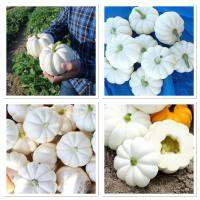 เมล็ดพันธุ์ ฟักทอง แคสเปอริต้า (Casperita Pumpkin F1 Seed) บรรจุ 5 เมล็ด ผลเล็กน่ารัก สวยงาม เนื้อสีขาว ทานได้ หวานมัน