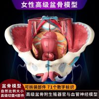 Female pelvic attached to the reproductive organs of neurovascular muscle dissection childbirth demonstrate the teaching model of pelvic floor muscles