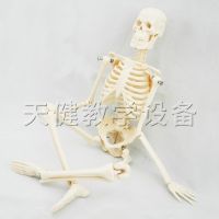 Human body skeleton model 45 cm medical teaching model of human spine model spine model biological teaching instrument