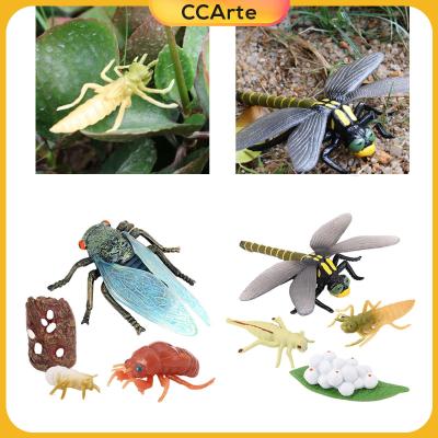 แมลงซิเคด้า CCArte และแมลงปอวงจรชีวิตการเจริญเติบโตของหุ่นแมลงรูปแบบ