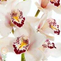 30 เมล็ดพันธุ์ เมล็ดกล้วยไม้ กล้วยไม้ ซิมบิเดียม (Cymbidium Orchids) Orchid flower seeds อัตราการงอก 80-85%