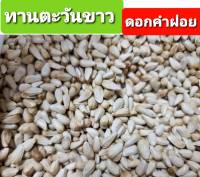 ทานตะวันขาว (เมล็ดดอกคำฝอย) อาหารนก อาหารธัญพืชสำหรับนก (แบ่งขาย 500g.)