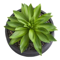 พืชประดิษฐ์ฉ่ำขนาดใหญ่10 "ในชามตกแต่งสีเขียว