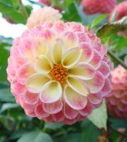 1 หัว /ชุุด เหง้า ต้นรักเร่ Dahlia Bulb สายพันธุ์ irene สีชมพู หัวรักเร่ ดอกไม้ ดอกรักเร่ รักแรกพบ เฟิร์สเลิฟ ดอกไม้นำเข้า พร้อมให้ดอก