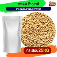 Wheat ข้าวสาลี อาหารเสริมสำหรับนกทุกชนิด 25KG.