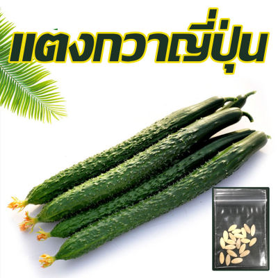 เมล็ดแตงกวาญี่ปุ่น 10เมล็ด เมล็ดพันธุ์แตงกวาญี่ปุ่น [10แถม1] Japanese cucumber