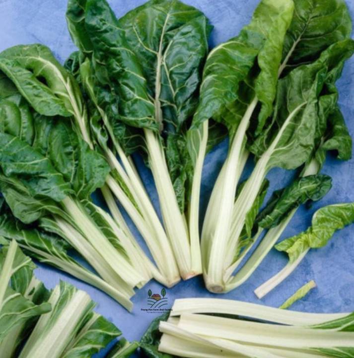 สวีทชาร์ด-เขียวเข้ม-swiss-chard-seed-เมล็ดพันธุ์สวิสชาร์ด-บรรจุ-20-เมล็ด-10-บาท