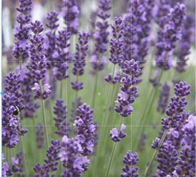 เมล็ดพันธุ์-ลาเวนเดอร์-lavendula-angustifolia-lavender-100-เมล็ด-เมล็ดพันธุ์นำเข้าจากอังกฤษ