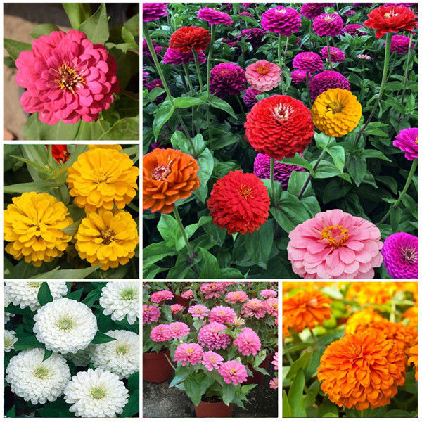 200 Pcs Zinnia Flower Seeds Four Seasons Dwarf Zinnia Seeds Ascend Step ...