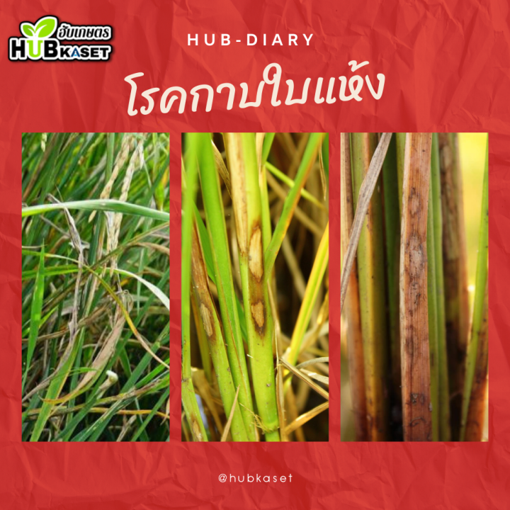 อามูเร่-250ซีซี-ไดฟีโนโคลนาโซล-โพรพิโคนาโซล-ลดโอกาสการเกิดเมล็ดด่าง-เมล็ดลีบ