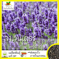 เมล็ดพันธุ์ ลาเวนเดอร์ อังกฤษ 200 เมล็ด English Lavender Seed เมล็ดพันธุ์แท้ นำเข้าจากต่างประเทศ ปลูกผัก สวนครัว ถูกดี