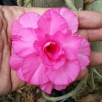 10 เมล็ด เมล็ดพันธุ์ ชวนชม สายพันธุ์ไต้หวัน สีชมพู Adenium Seeds กุหลาบทะเลทราย Desert Rose ราชินีบอนไซ มีคู่มือปลูก นำเข้าจากไต้หวัน