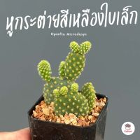 หูกระต่ายสีเหลืองใบเล็ก Opuntia Microdasys ไม้อวบน้ำ กุหลาบหิน cactus&amp;succulent