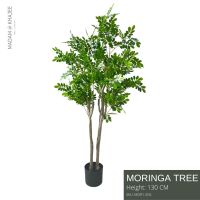 Moringa tree - Height 130-155 cm. ต้นมะรุม ความสูง 120-155 ซม.