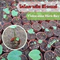 1 ต้น โคโลคาเซีย ฮิโระเบย์ Colocasia Hilo bay ปลูกได้ทั้งแบบบนดินและในน้ำ? จัดส่งแบบยกกระถาง สินค้าพร้อมส่ง