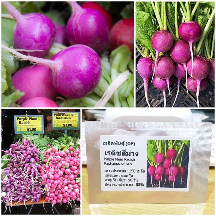 เมล็ดพันธุ์ แรดิชสีม่วง (Purple Plum Radish Seed) 150 เมล็ด คุณภาพดี ราคาถูก  ของแท้ | Lazada.Co.Th