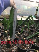 ? หน่อตัดสด-ตอสามเหลี่ยม ขนาด 10 นิ้ว ขึ้นไป #ตอกราฟไม้ #แคคตัส #กระบองเพชร# cactus#ทนแล้ง หน่อตัดสด-ตอสามเหลี่ยม ขนาด 10นิ้ว ขึ้นไป #ตอกราฟไม้ #แคคตัส #กระบองเพชร# cactus#ทนแล้ง ของพร้อมส่ง เก็บเงินปลายทาง ?