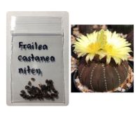 เมล็ดพันธุ์ Frailea castanea nitens 10 เมล็ด กระบองเพชร แคคตัส cactus