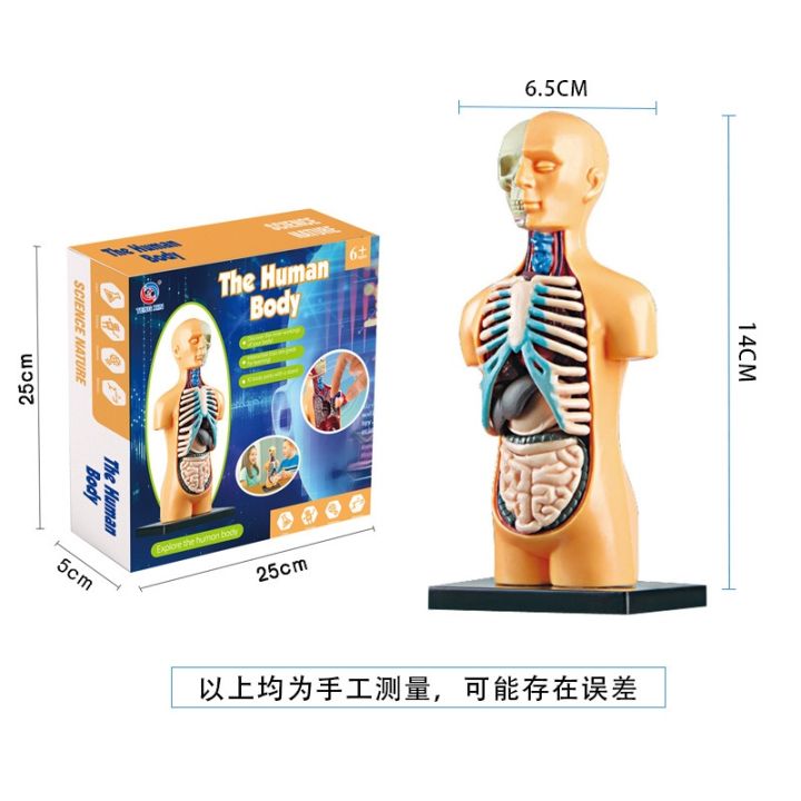 human-removable-medical-anatomy-model-body-skeleton-frame-structure-of-the-internal-organs-aids-childrens-educational-toys