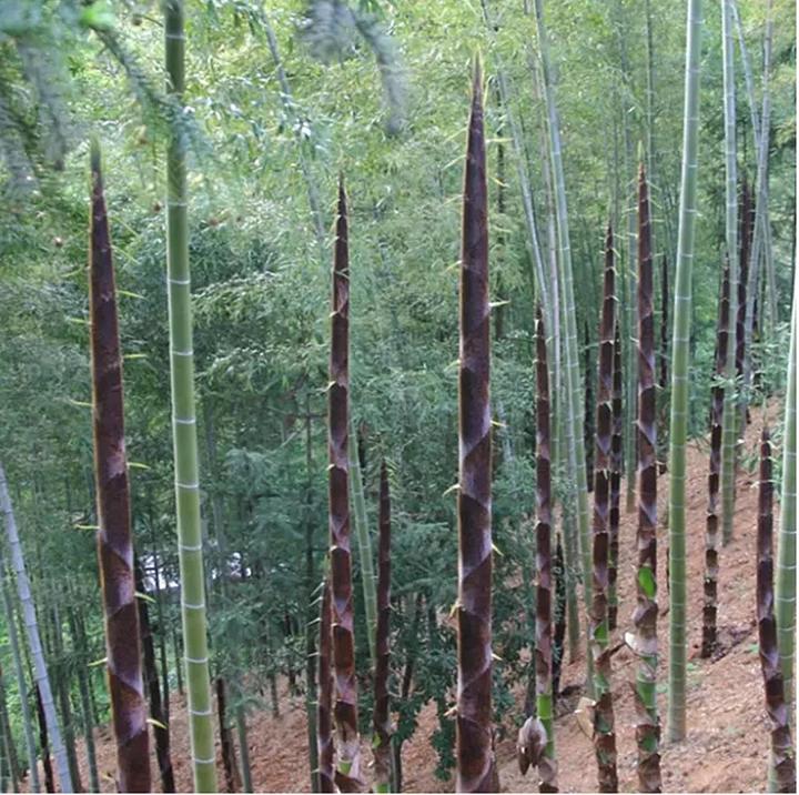 ขายส่ง-500-เมล็ด-เมล็ดไผ่moso-ไผ่โมโซ-moso-bamboo-phyllostachys-pubescens-ไผ่ลำเดี่ยว-ไผ่-bamboo-สารสกัดจากไผ่-พืชเศรษฐกิจ-สายพันธุ์ไผ่-ถ่านไม้ไผ่