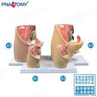 Female pelvic cavity model of human anatomy reproductive secrete uterus medical aid simulation pelvic model