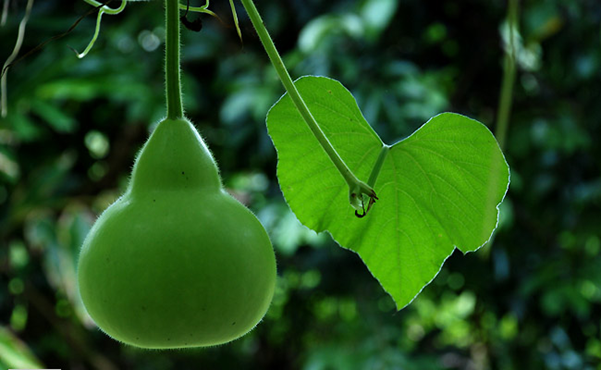 น้ำเต้า-มินิ-เมล็ดพันธุ์น้ำเต้ามินิ-bottle-gourd-mini-seeds-ราคาถูก